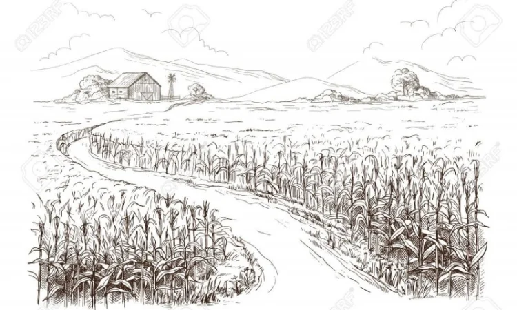 Купуємо ПРОрослу ПШЕНИЦЮ – швидко, самовивіз, постійні закупівлі - фото № 1