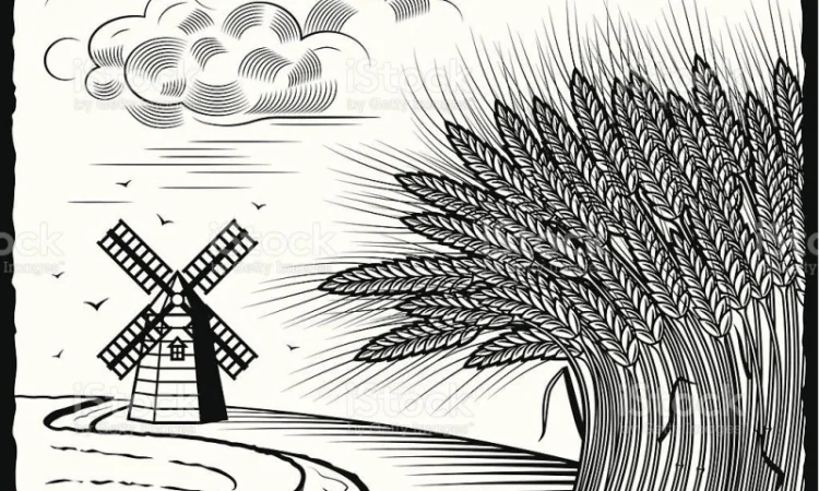 Закупка ЯРОВОЇ твердої ПШЕНИЦІ з будь-якою стекловидністю - фото № 1