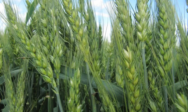 Элитный семенной сорт мягкой пшеницы GATINO - фото № 1