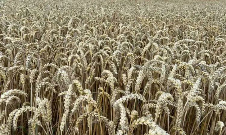 Насіння озимої пшениці 1 репродукції в ассортименте - фото № 1