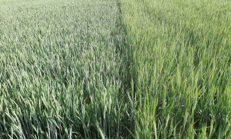 Канадські семена пшениці та ячменю на продаж - фото № 1