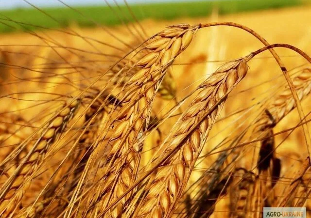 Закупка пшениці, ячменю, гороху, кукурудзи - фото № 1