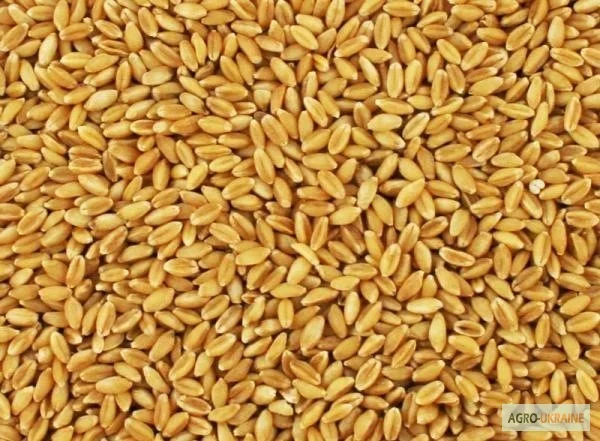 Купуємо пшеницю в Запоріжжі - фото № 1
