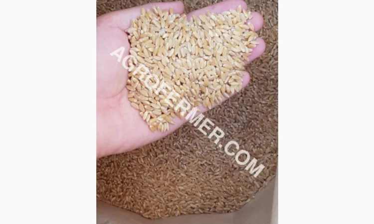 Семена твердой пшеницы ZELMA канадский ярый сорт - фото № 1