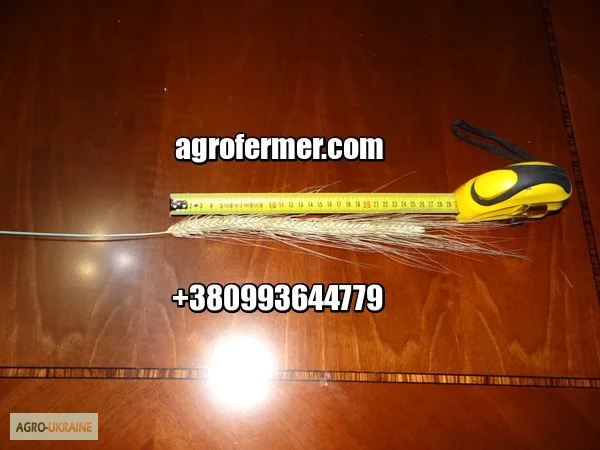 Продажа пшеницы сорта MAKINO - фото № 1