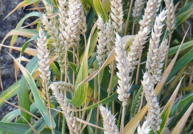 Насіння пшениці сорт FOX від канадського виробника - фото № 1