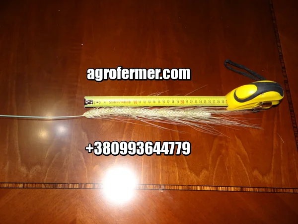 Семена пшеницы BUFORD озимый канадский трансгенный твердый сорт - фото № 1