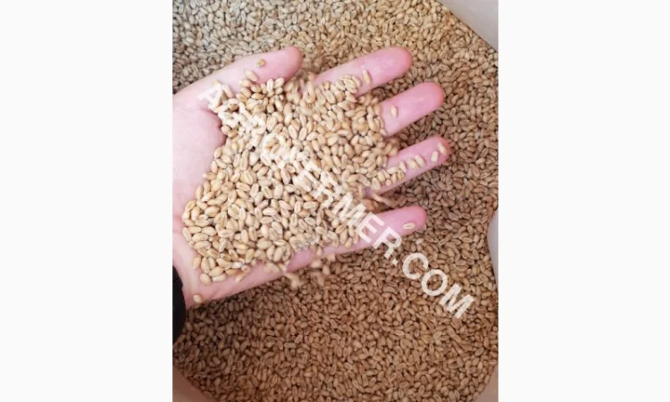 Семена пшеницы сорт Baxter - высокоурожайный элитный сорт - фото № 1