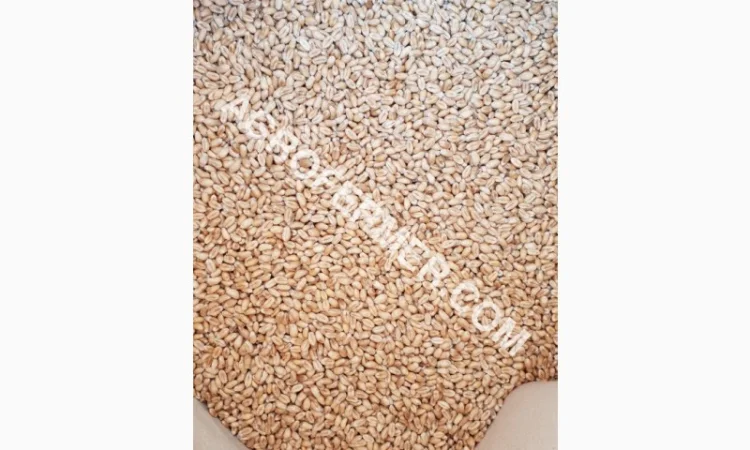 Семена пшеницы сорт Baxter - высокоурожайный элитный сорт - фото № 2