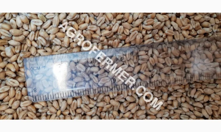 Семена пшеницы сорт Baxter - высокоурожайный элитный сорт - фото № 3