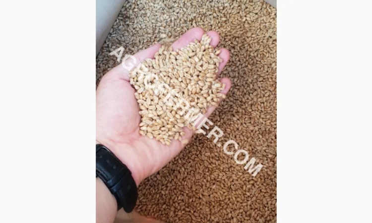 Канадський сорт пшениці BLOOM на продаж - фото № 1