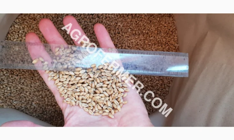 Канадський сорт пшениці BLOOM на продаж - фото № 2