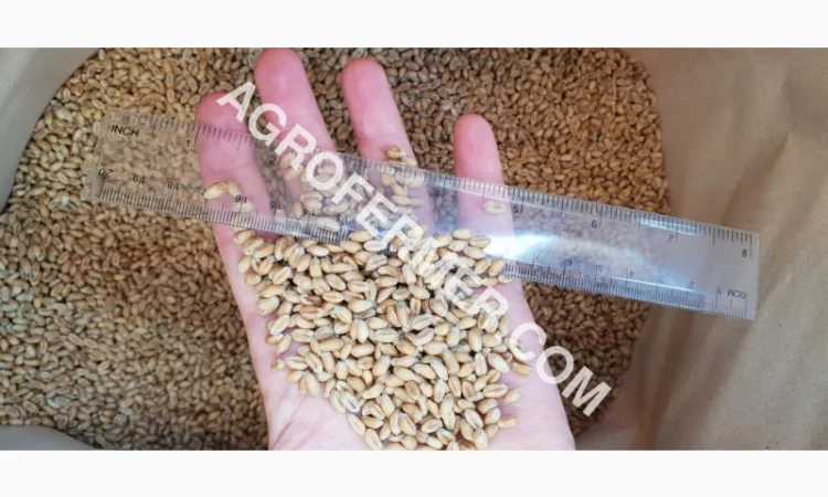 Канадський сорт пшениці BLOOM на продаж - фото № 3