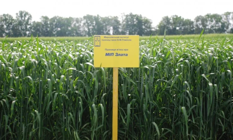 Продаж насіння високопродуктивної озимої пшениці - фото № 2