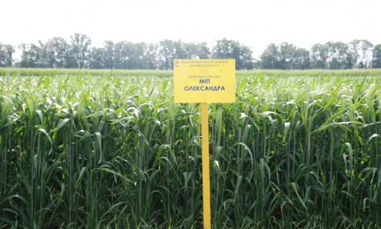 Продаж насіння високопродуктивної озимої пшениці - фото № 3