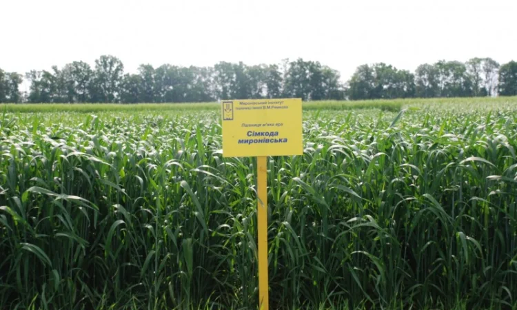 Продаж насіння високопродуктивної озимої пшениці - фото № 4