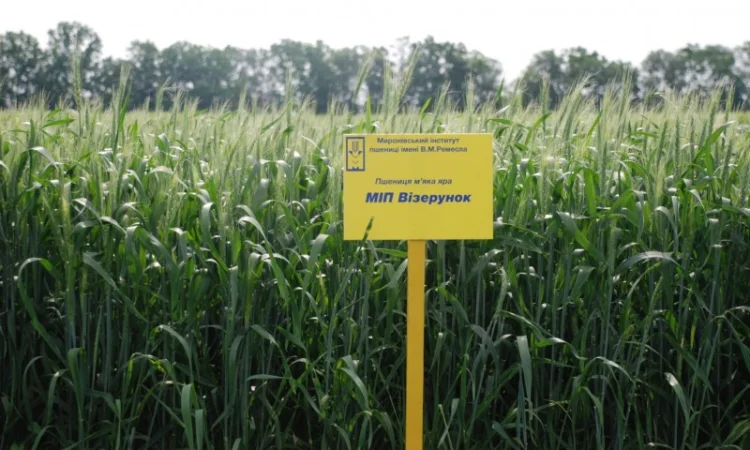 Продаж насіння високопродуктивної озимої пшениці - фото № 6