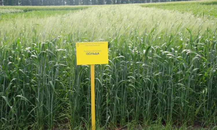 Продаж насіння високопродуктивної озимої пшениці - фото № 7