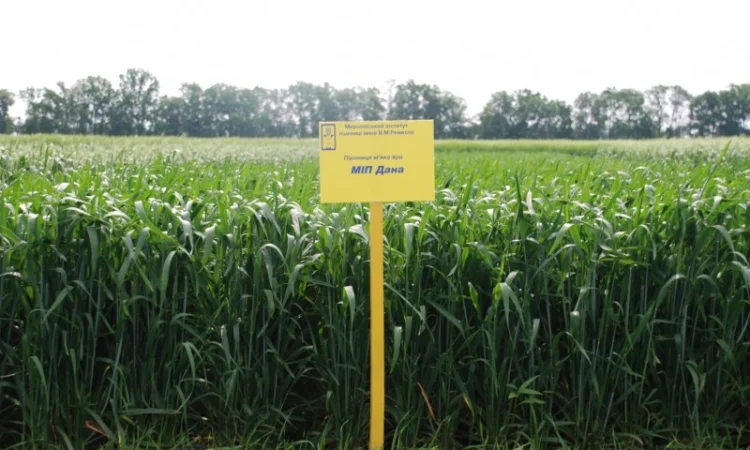 Високопродуктивні сорти озимої пшениці у продажу - фото № 8