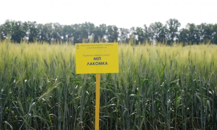 Продажа пшеницы МІП Лакомка - фото № 1