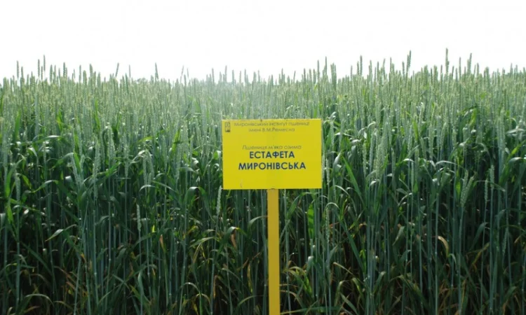 Мягкая озимая пшеница сорта Миронівська - фото № 1