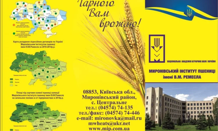 Реалізуємо пшеницю від виробника (третікале, ячмінь, яра пшениця) - фото № 10