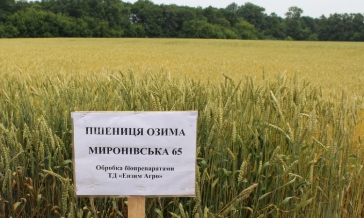 Реалізуємо пшеницю від виробника (третікале, ячмінь, яра пшениця) - фото № 18