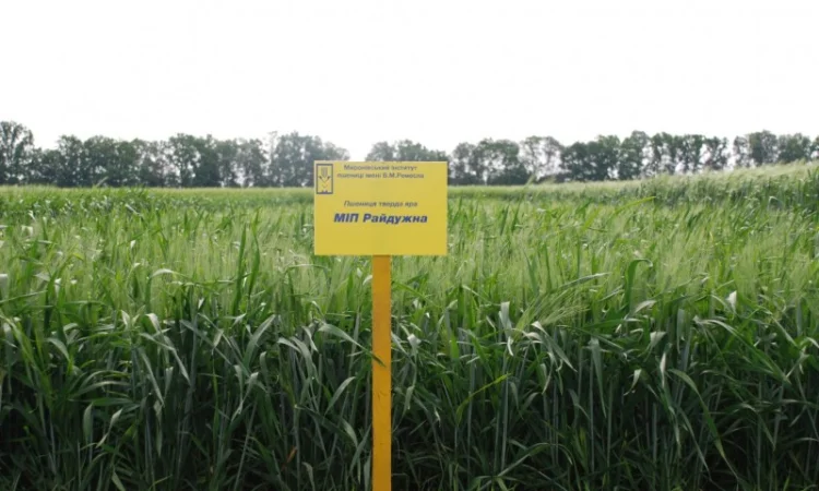 Реалізуємо пшеницю від виробника (третікале, ячмінь, яра пшениця) - фото № 8