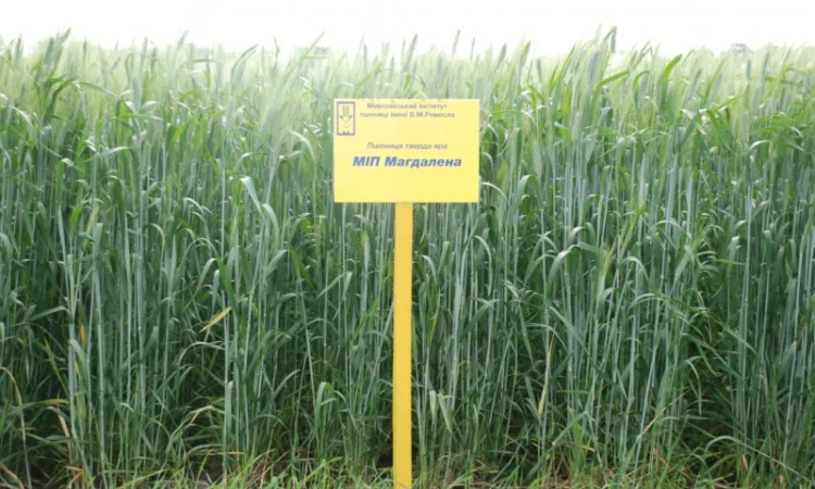 Реалізуємо пшеницю від виробника (третікале, ячмінь, яра пшениця) - фото № 7