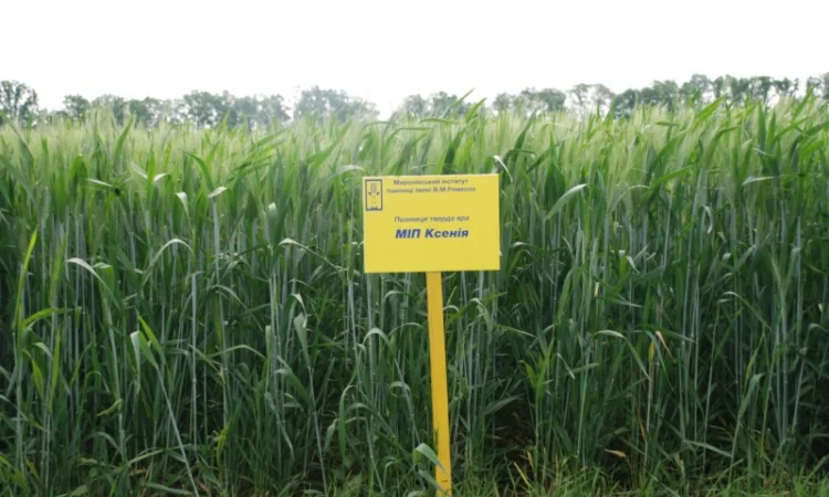 Реалізуємо пшеницю від виробника (третікале, ячмінь, яра пшениця) - фото № 6