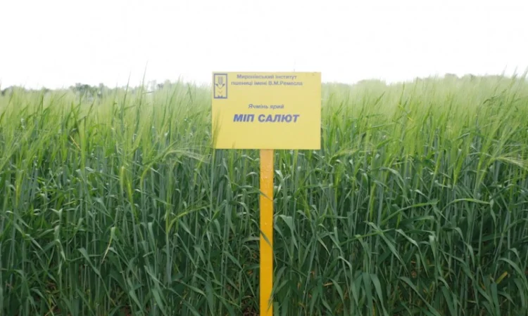 Реалізуємо пшеницю від виробника (третікале, ячмінь, яра пшениця) - фото № 4