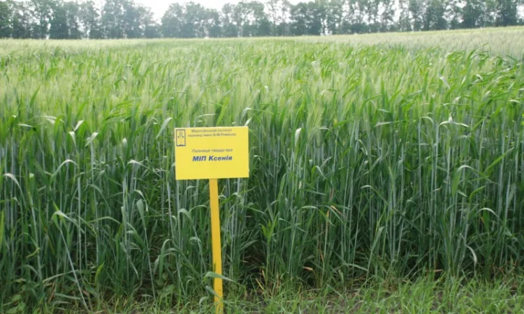 Реализуем пшеницу от производителя (третикале) - фото № 4