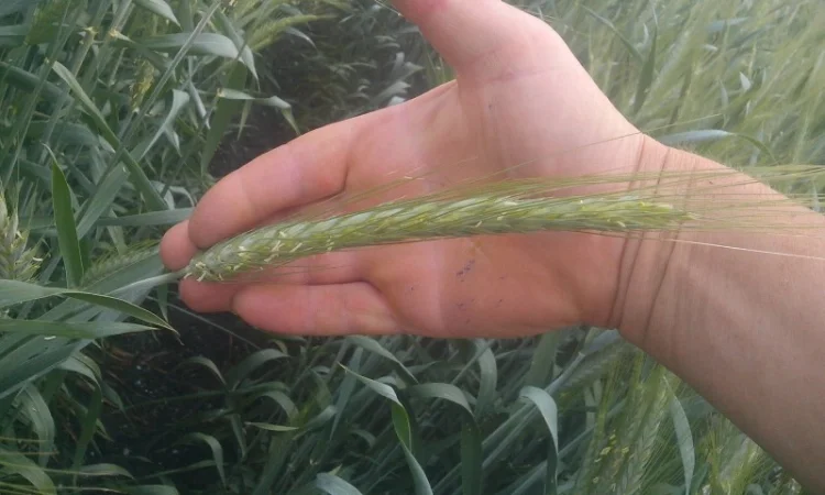 Реалізуємо пшеницю від виробника (третікале, ячмінь, яра пшениця) - фото № 16