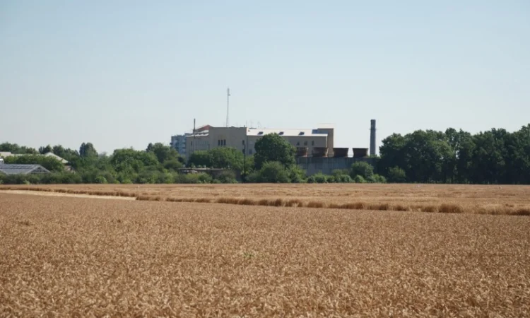 Реалізуємо пшеницю від виробника (третікале, ячмінь, яра пшениця) - фото № 13