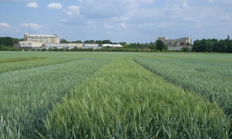 Реалізуємо пшеницю від виробника (третікале, ячмінь, яра пшениця) - фото № 17