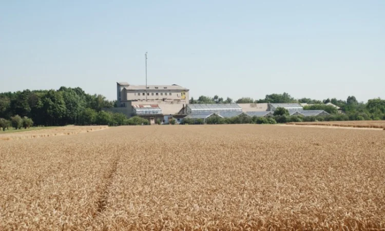 Реалізуємо пшеницю від виробника (третікале, ячмінь, яра пшениця) - фото № 14