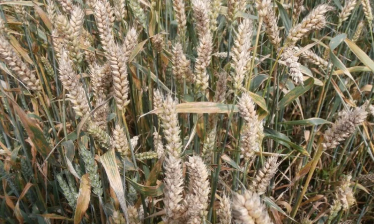 Реалізуємо пшеницю від виробника (третікале, ячмінь, яра пшениця) - фото № 15