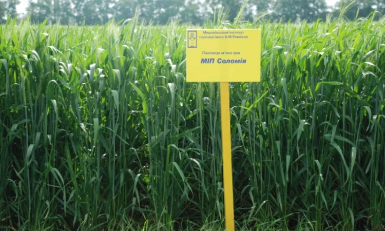 Насіння ярої пшениці - фото № 9