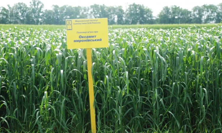 Насіння ярої пшениці - фото № 11