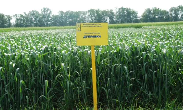 Насіння ярої пшениці - фото № 12