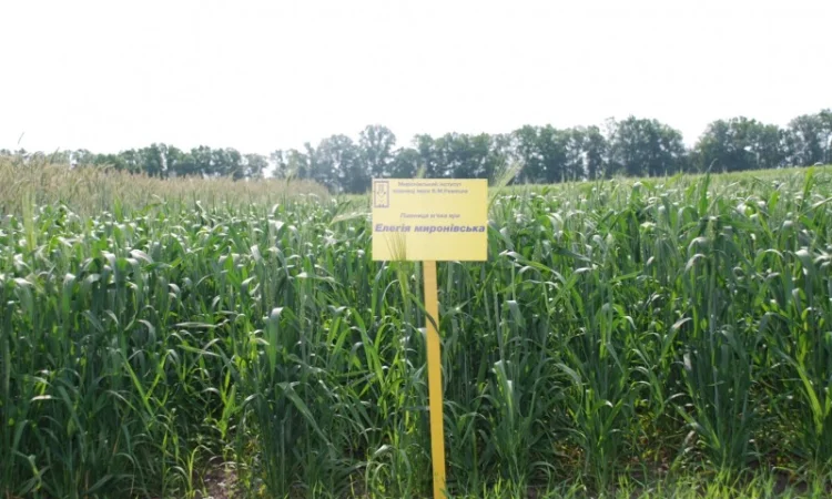 Насіння ярої пшениці - фото № 1