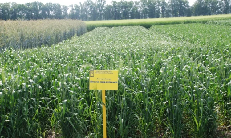 Насіння ярої пшениці - фото № 2