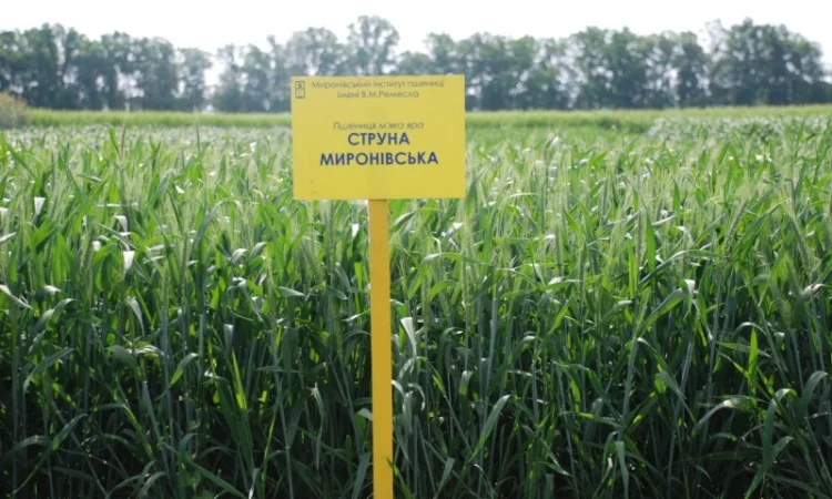 Насіння ярої пшениці - фото № 3