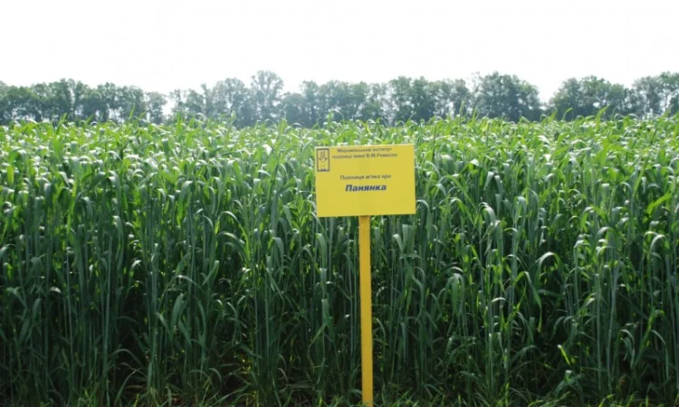 Насіння ярої пшениці - фото № 4