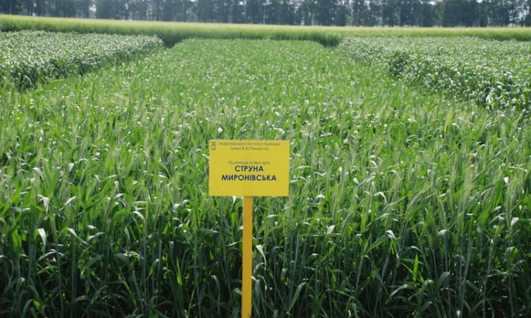 Насіння ярої пшениці - фото № 5