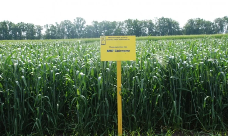 Насіння ярої пшениці - фото № 6