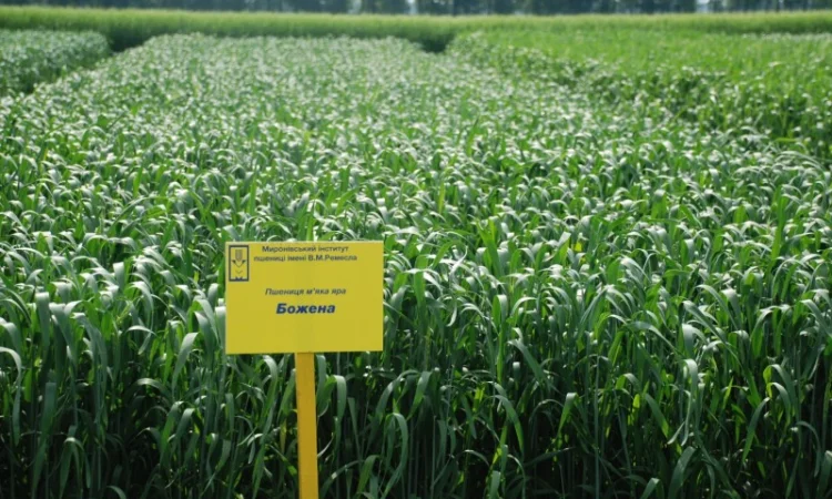 Насіння ярої пшениці - фото № 7