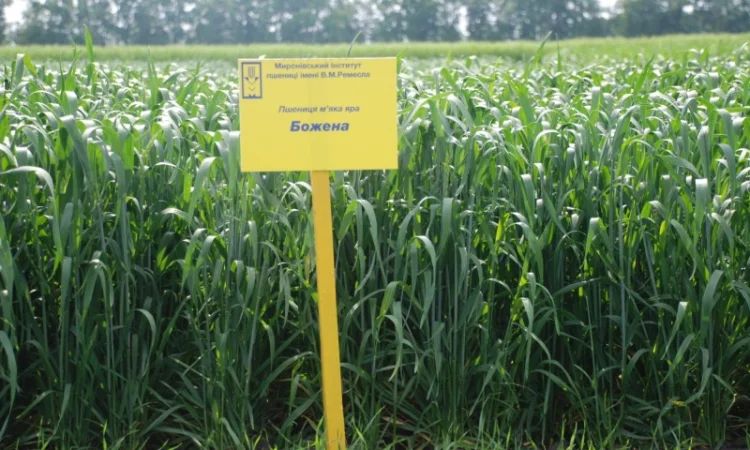 Насіння ярої пшениці - фото № 8