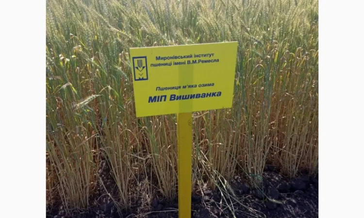 Продажа пшеницы сорта МІП Вишиванка - фото № 1