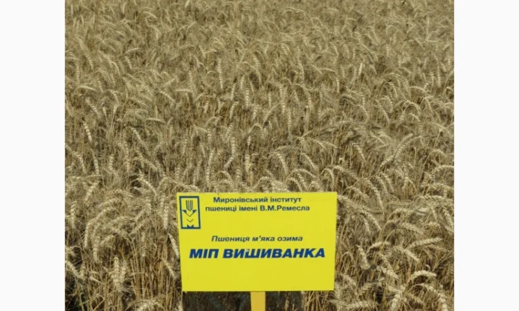 Продажа пшеницы сорта МІП Вишиванка - фото № 2